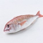 馬頭魚
