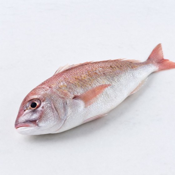馬頭魚