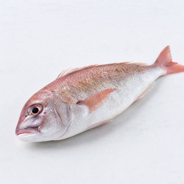 馬頭魚