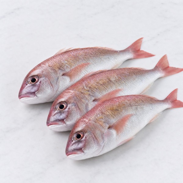 梭羅魚