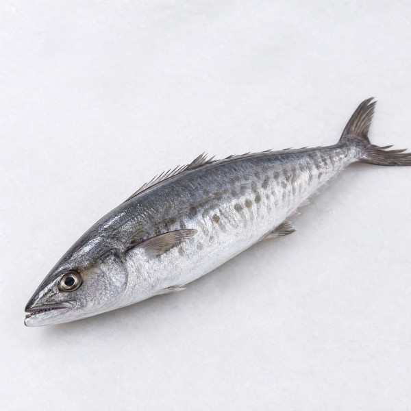 馬鮫