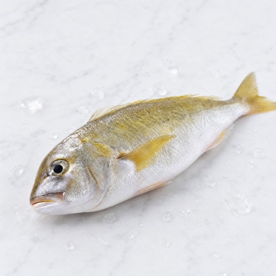 黃花魚