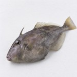 剝皮魚,中鯭