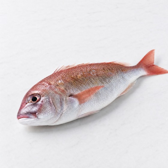 紅魚