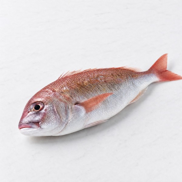紅魚