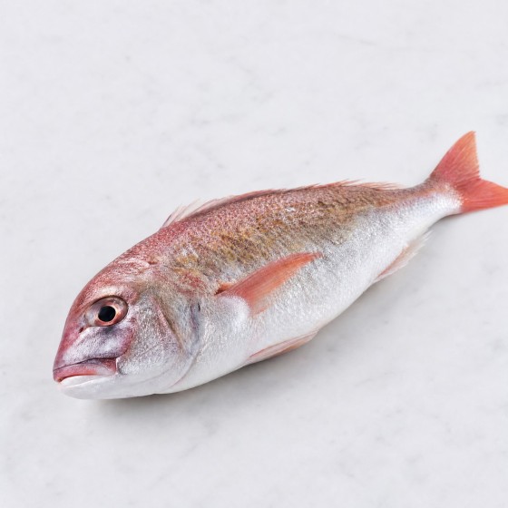 油鱲
