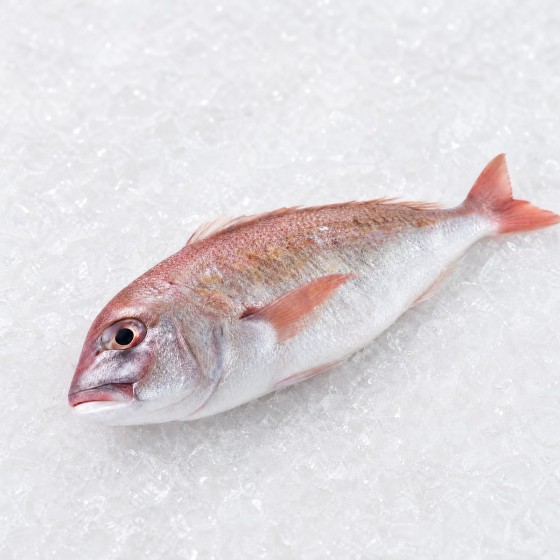 紅衫魚