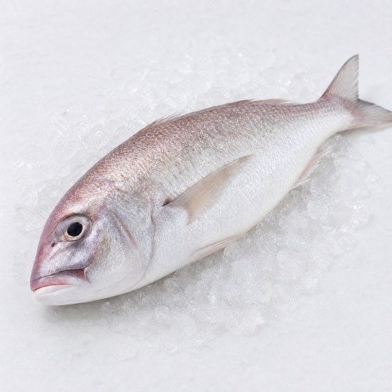 牛奶魚