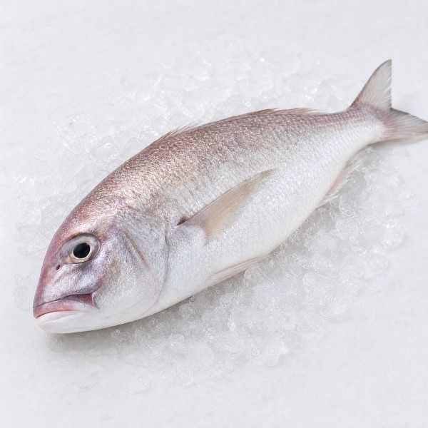牛奶魚