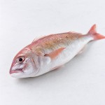 大吻魚