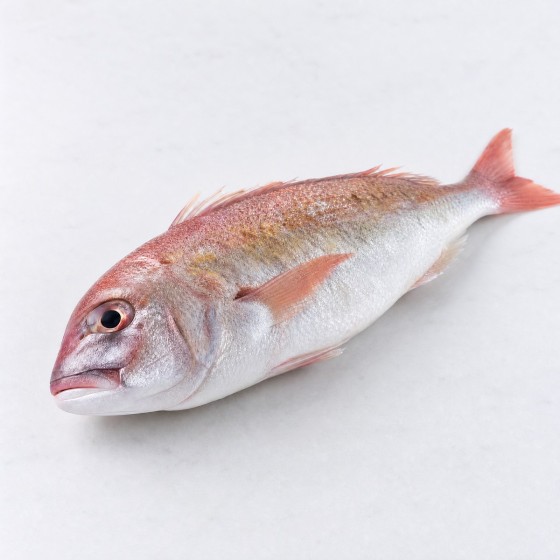 大吻魚
