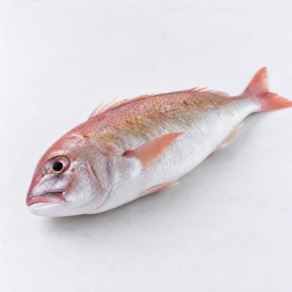 大吻魚