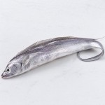 牙帶魚