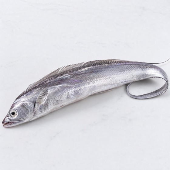 牙帶魚