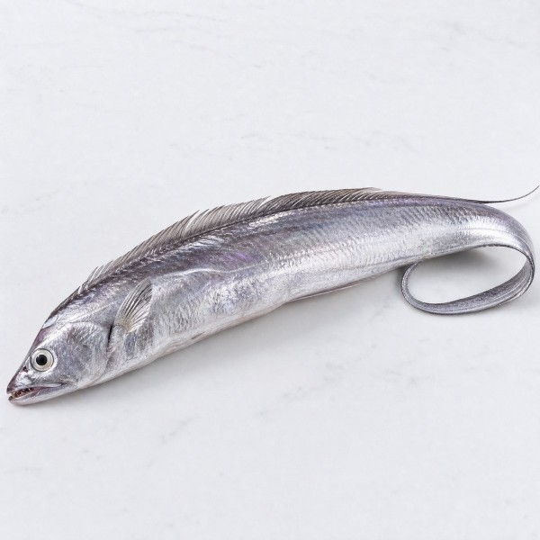 牙帶魚