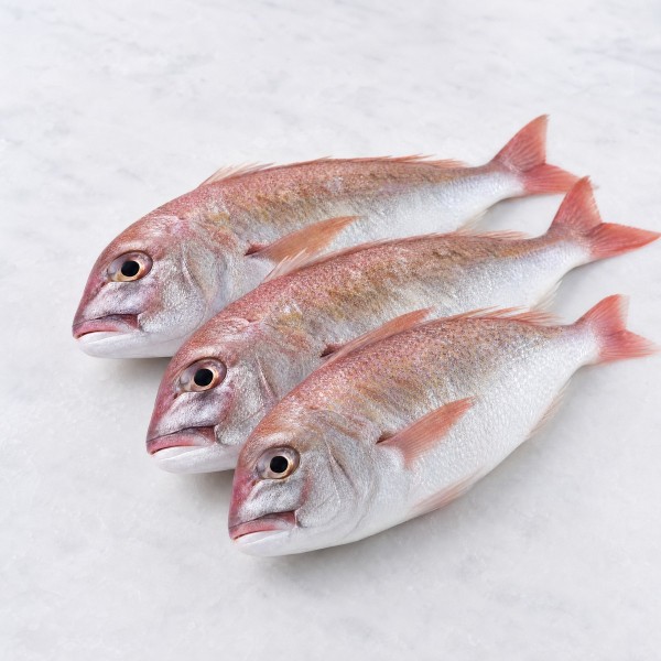 九肚魚