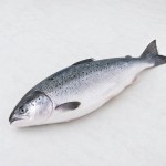 三文魚