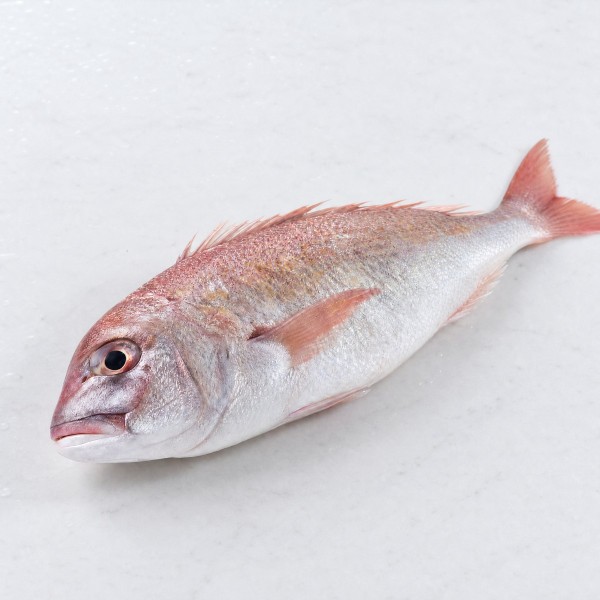 鉗魚,杉尾