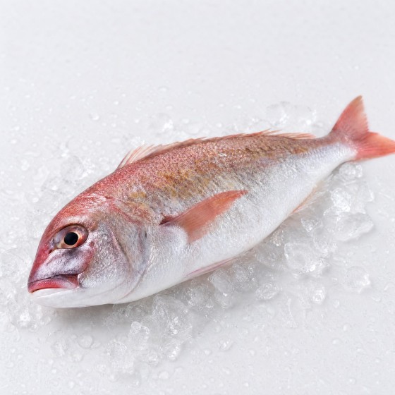 羅非魚