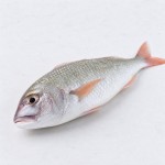 鯪魚