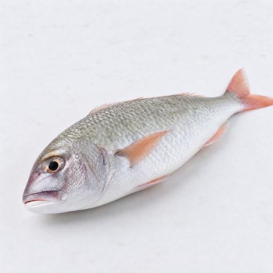 鯪魚