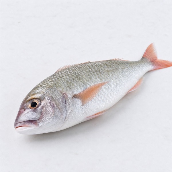 鯪魚
