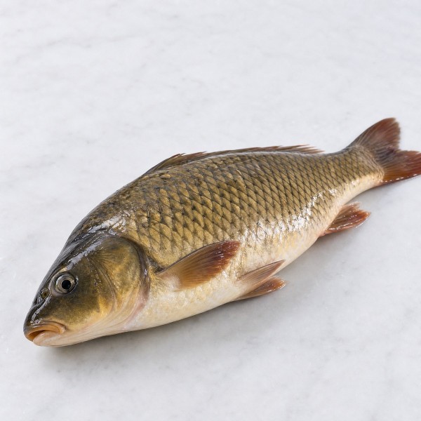 鯉魚(秋冬天)
