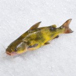 黃骨魚