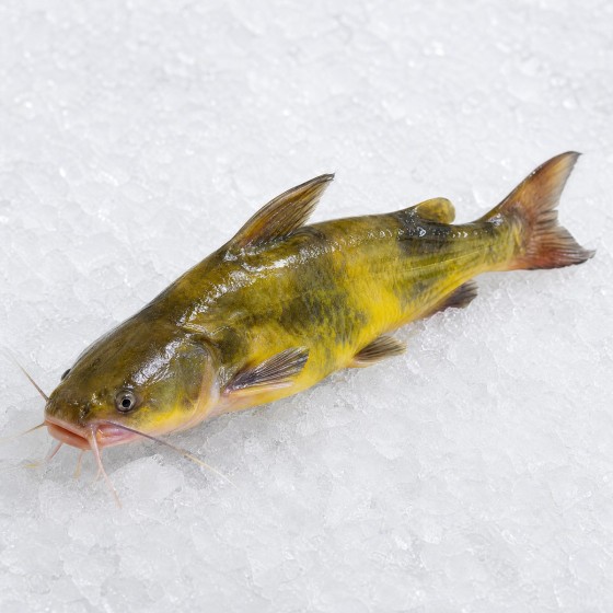 黃骨魚