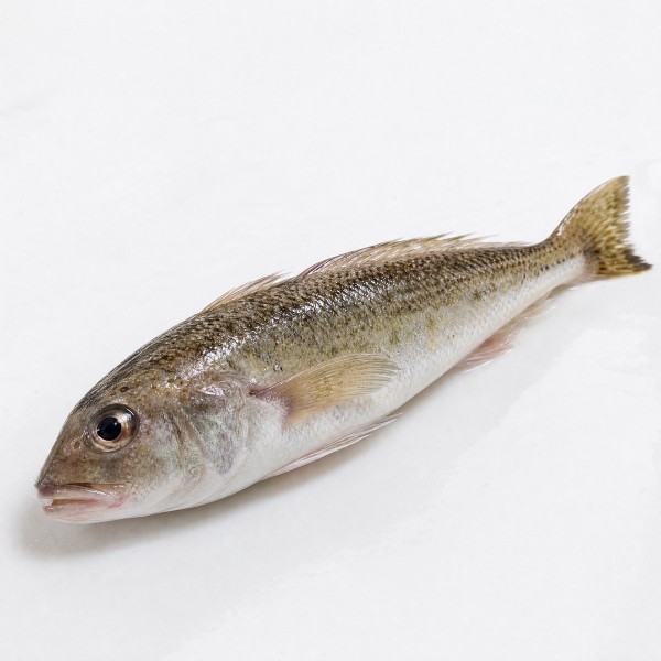 筍殼魚