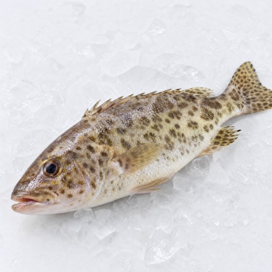 桂花魚