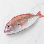 紅鰂魚