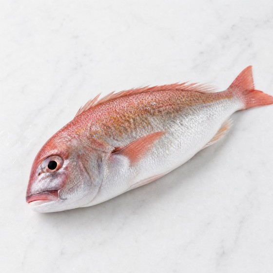 紅鰂魚