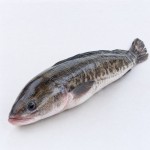 生魚