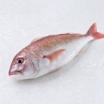 江豚魚