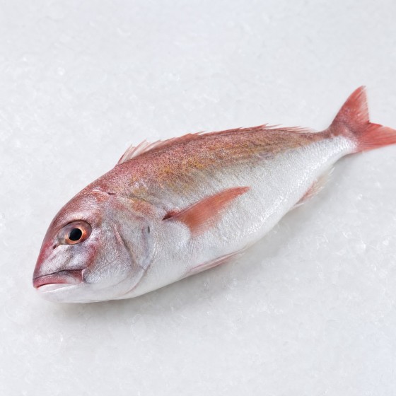江豚魚