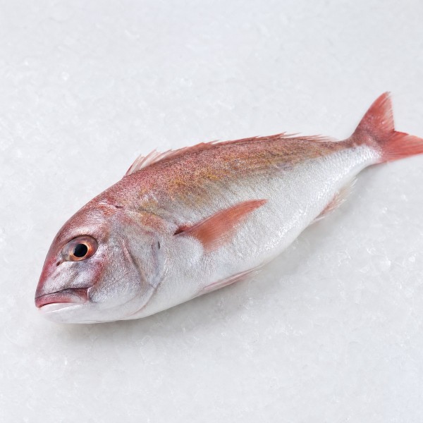 江豚魚
