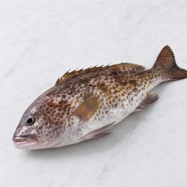 山班魚